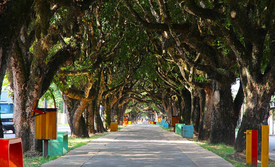 Túnel Verde da Avenida Parque